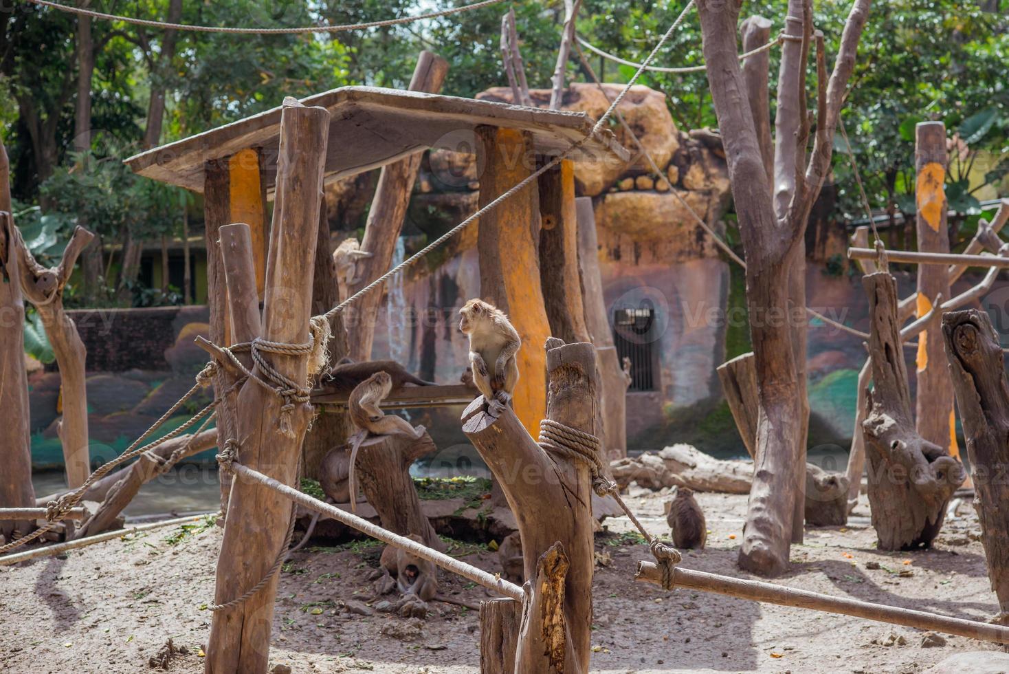 A group of monkey species in the zoo. photo