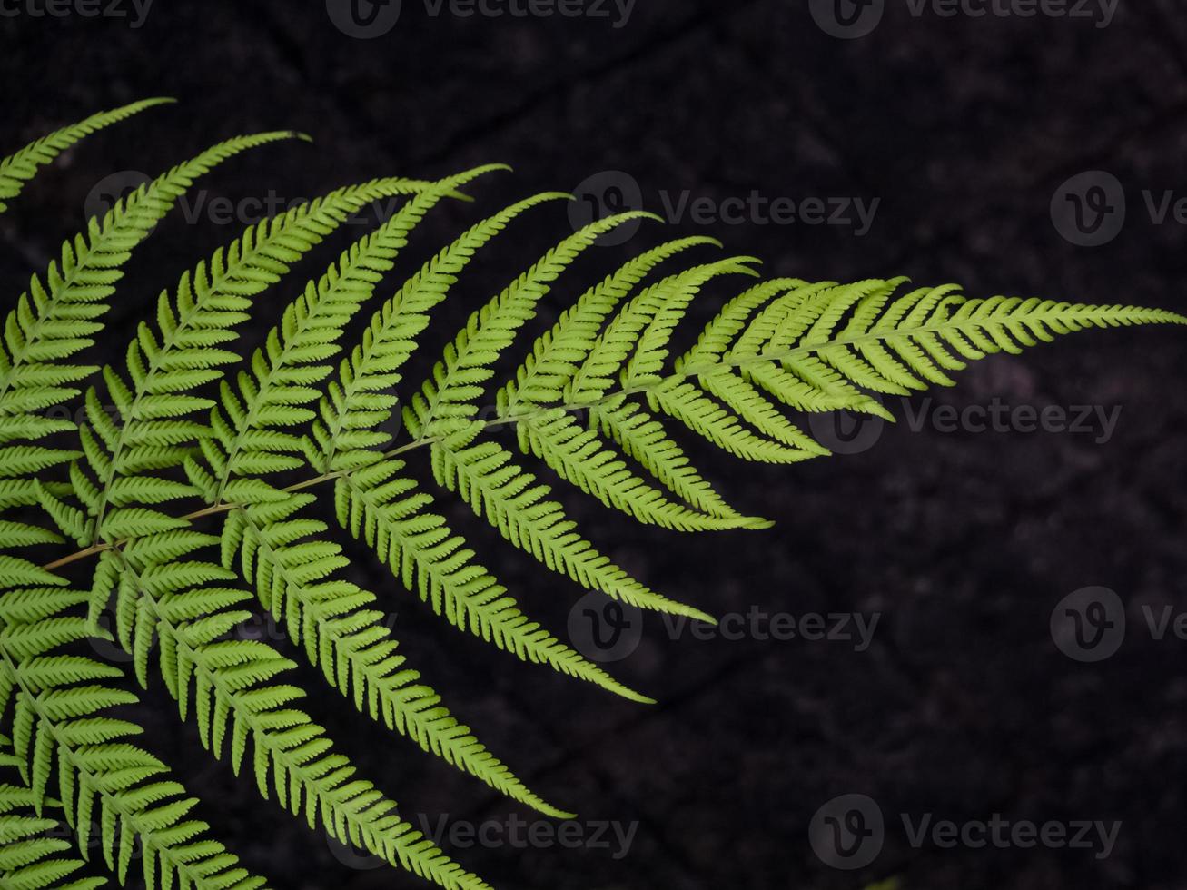 Green leaf backgroud forest photo