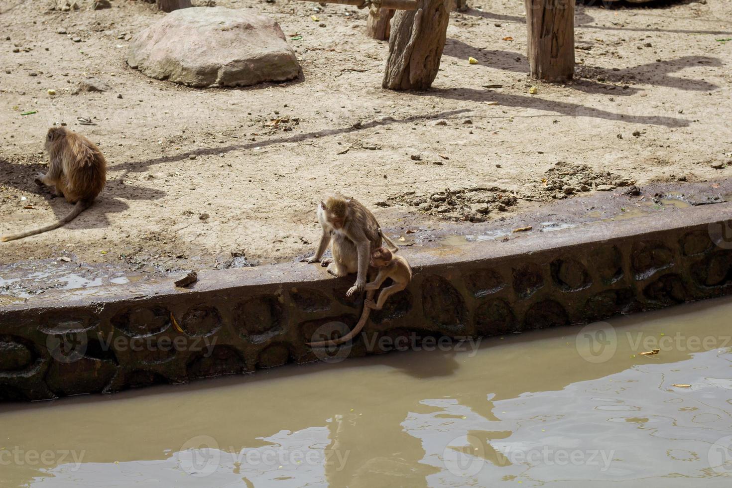 A group of monkey species in the zoo. photo