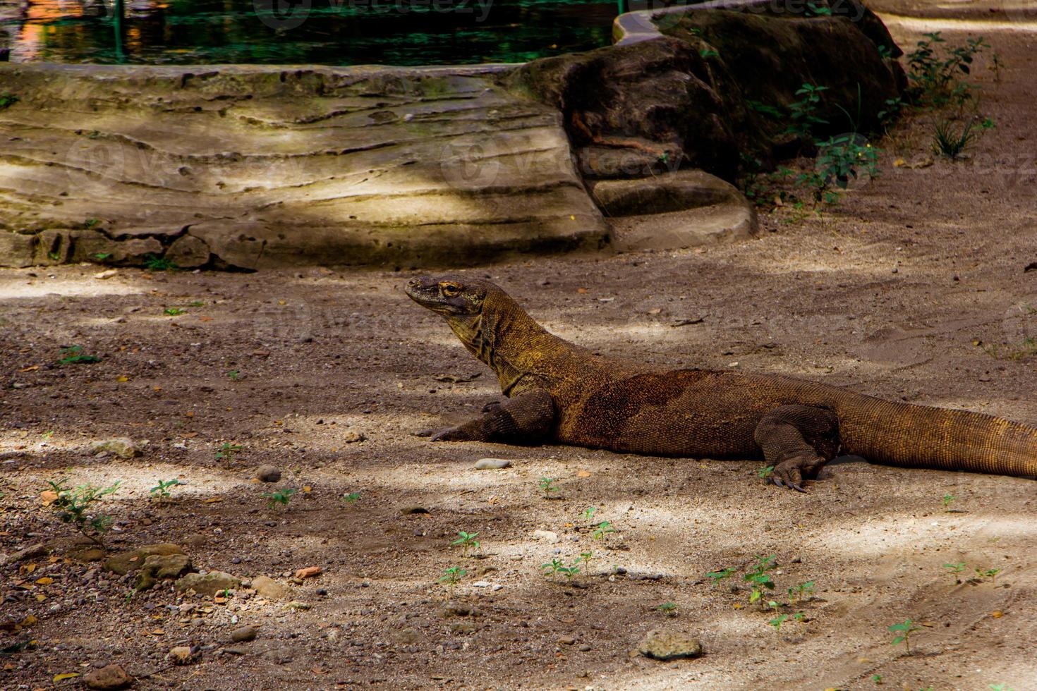 Komodo Dragon. The largest lizard in the world. The Komodo dragon is an animal protected by the Indonesian government. photo