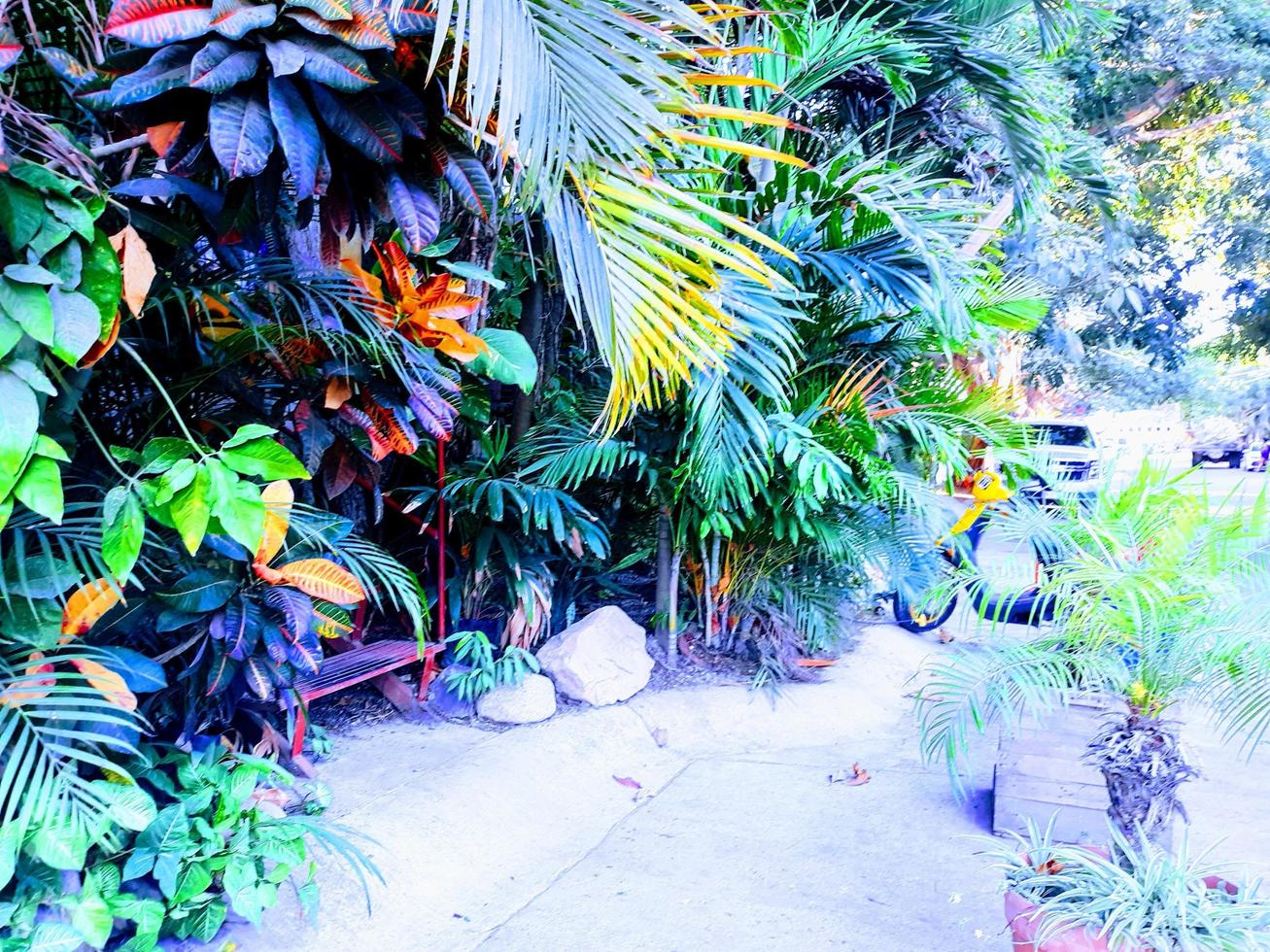 jardín tropical en la calle foto