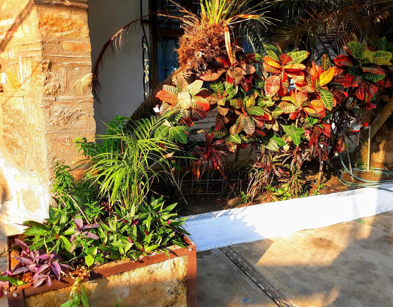 Streetside Tropical Garden photo