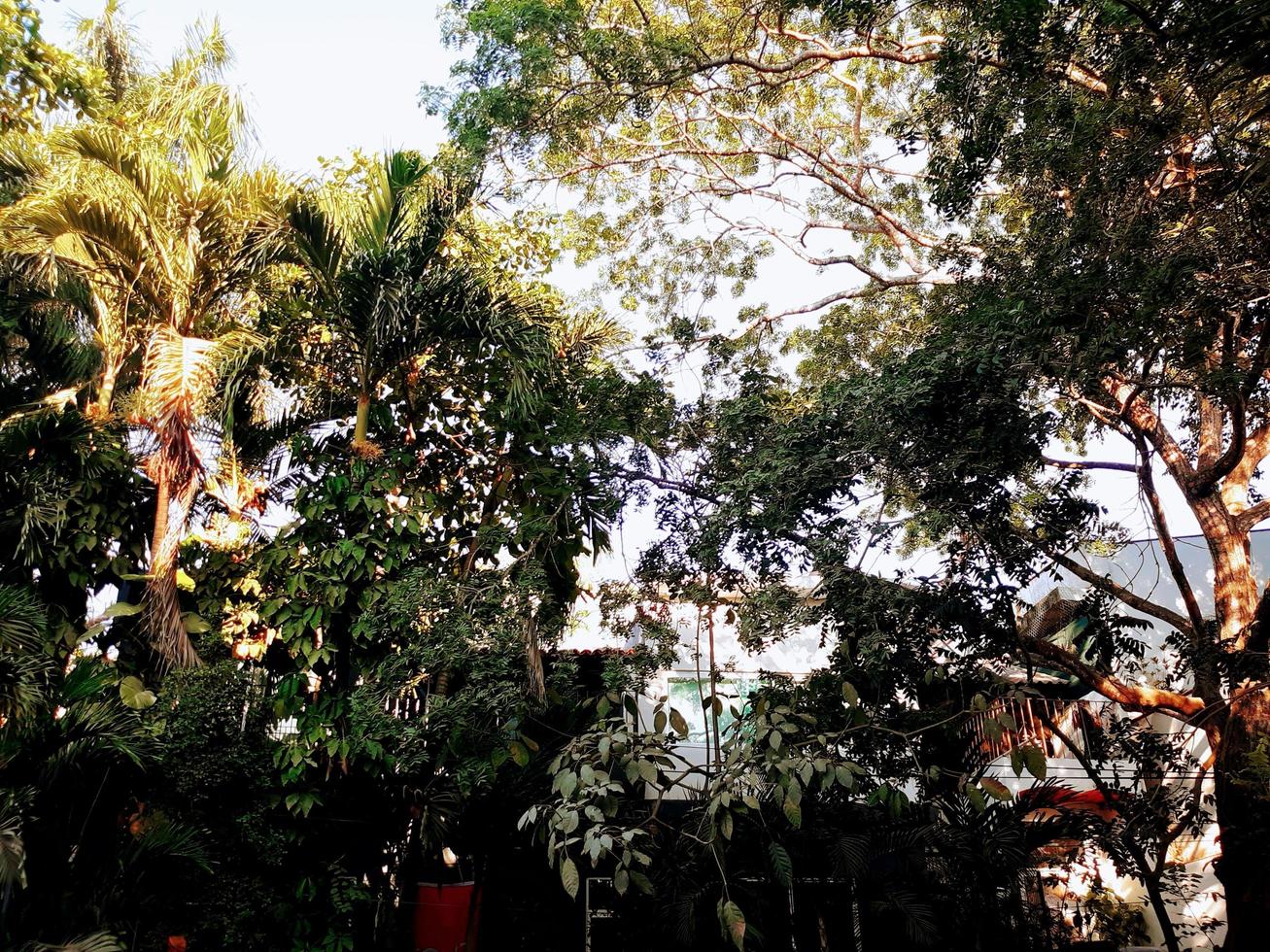 Streetside Tropical Garden photo