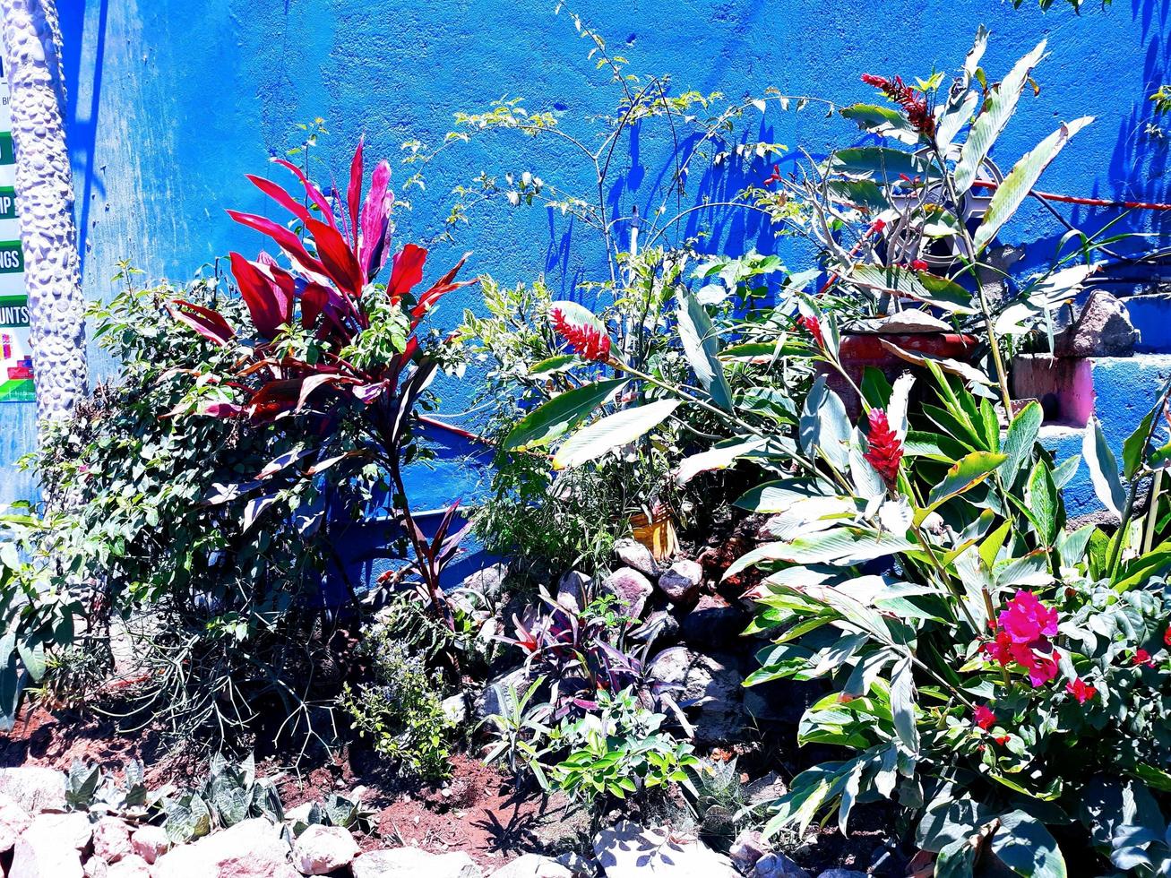 Streetside Tropical Garden photo