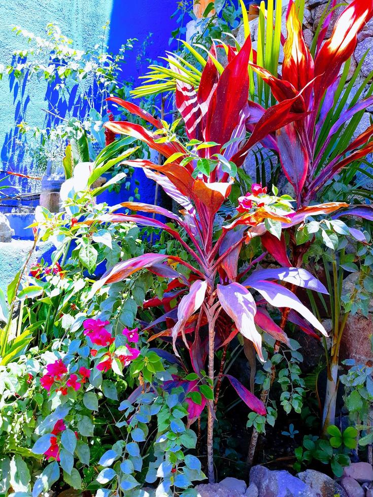 Streetside Tropical Garden photo