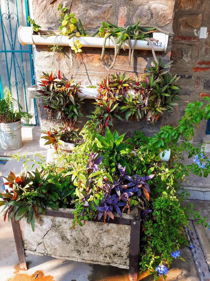 Streetside Tropical Garden photo