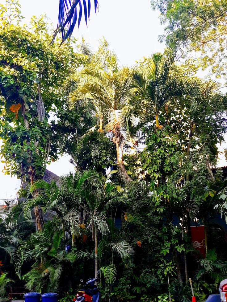 Tropical Streetscape Scenes photo