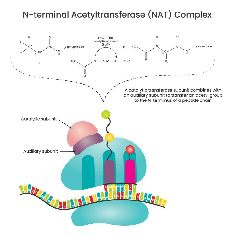 N-terminal Acetyltransferase NAT Complex vector illustration diagram