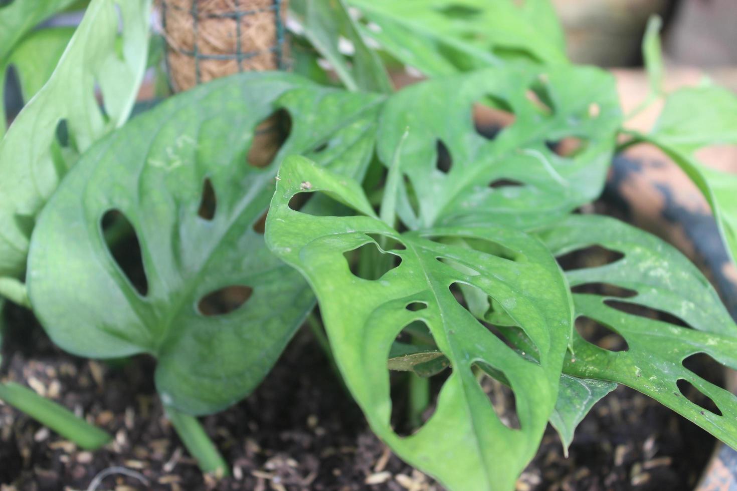 Close-up of beautiful widow perforated plant on blurred background. Used for indoor and outdoor ornamental plants. photo