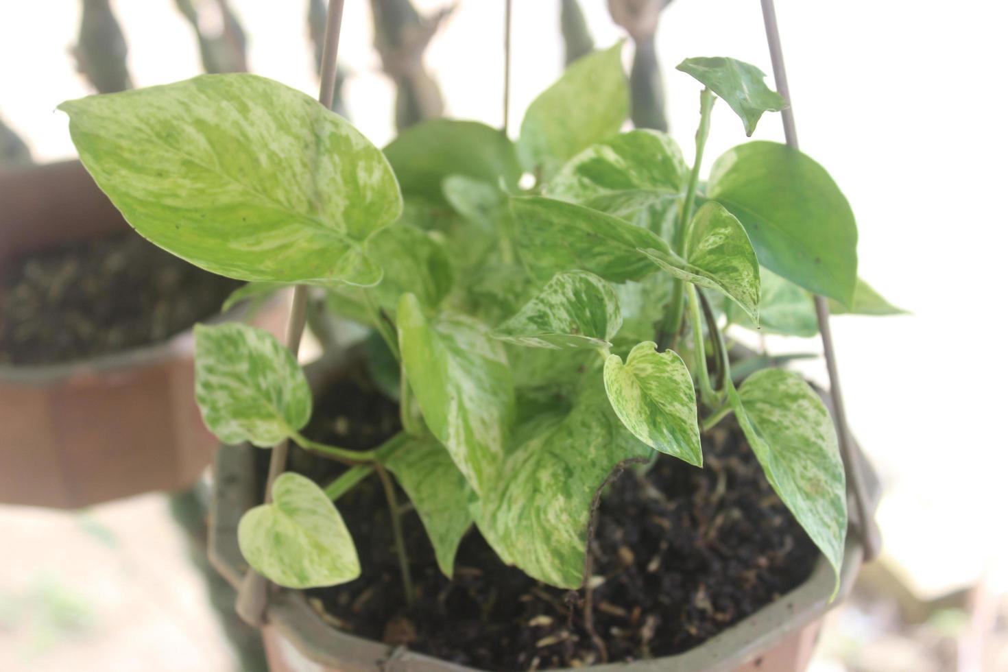 primer plano de una hermosa planta de betel de marfil en una olla y colgando en el jardín. el nombre científico es epipremnum aureum. Utilizado para plantas ornamentales de interior y exterior. foto