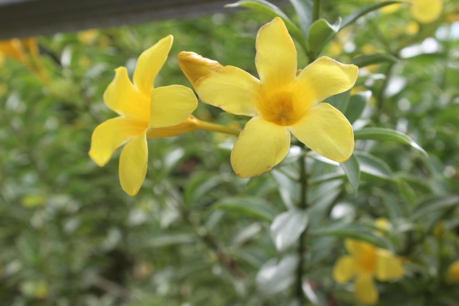 Close up of beautiful Allamanda cathartica flower in garden. This flower is also called the golden trumpet flower, yellow bell flower or buttercup flower. Usually used for ornamental plants outdoors. photo