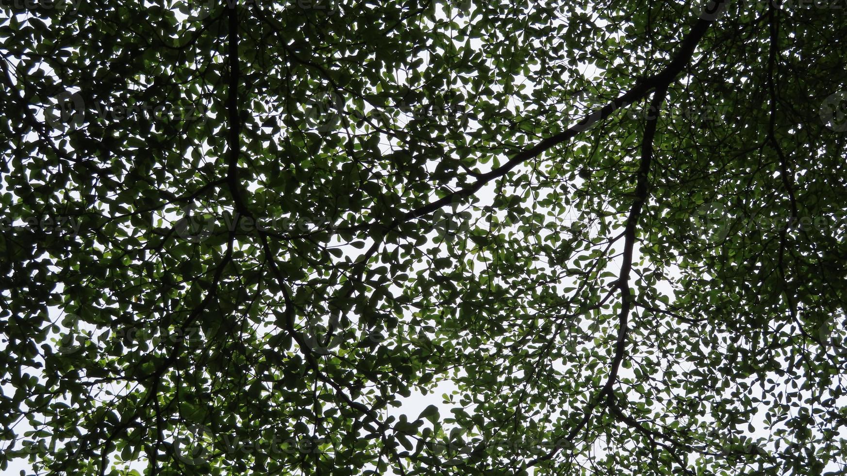 The photo shows the leaves and tree, illuminated by sunlight. In the background there are green trees.