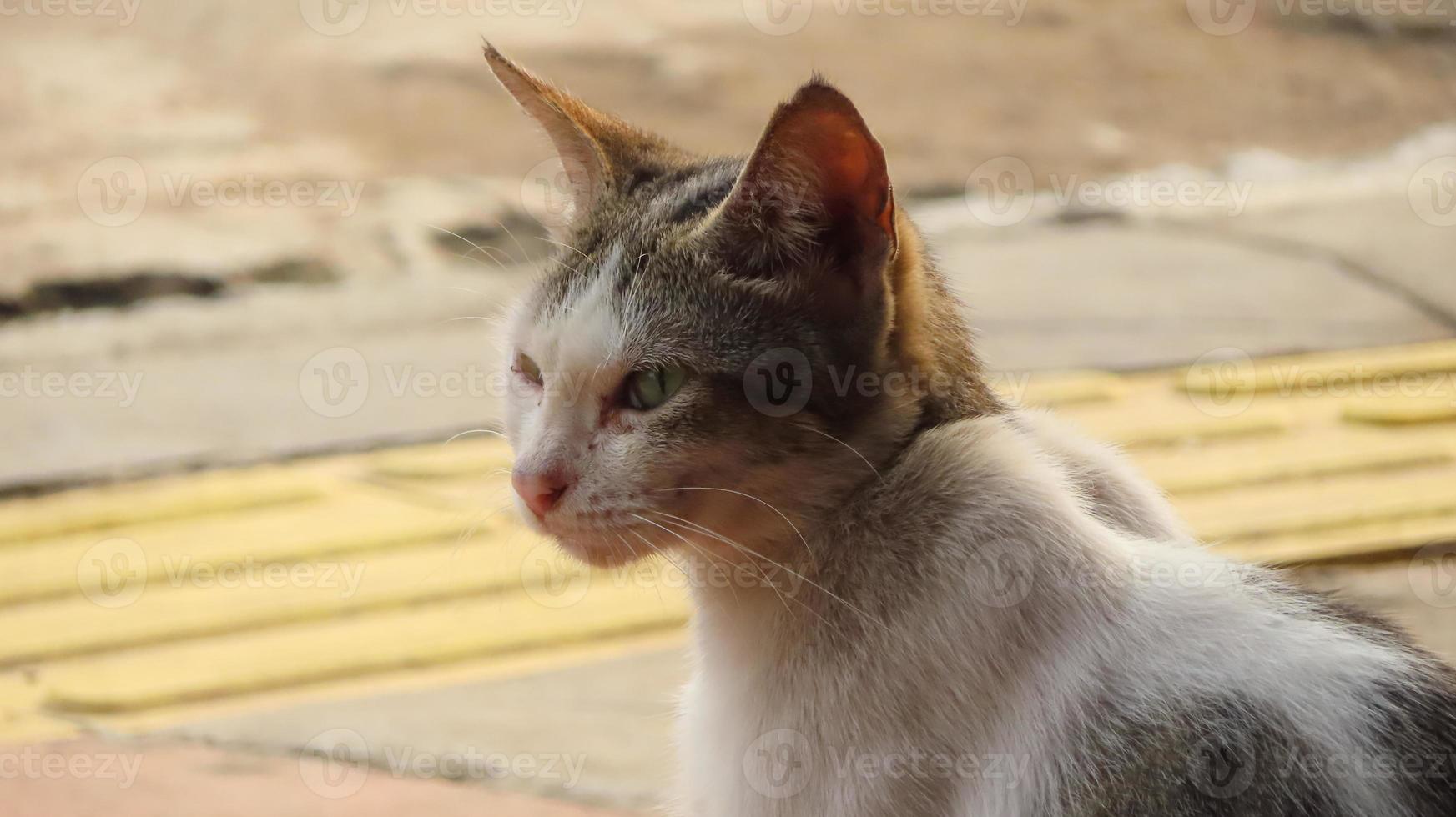 The Cyprus cat is one of the local breeds of domestic cats believed to have originated in Egypt or Palestine photo