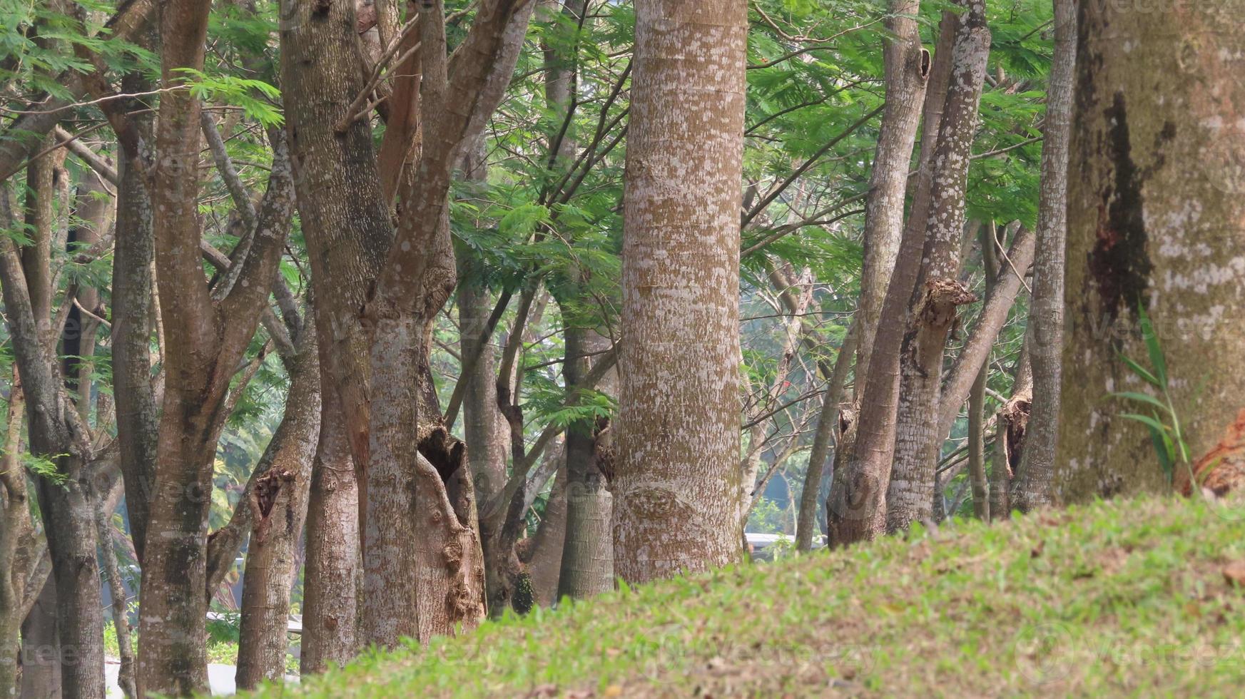 Green Forest Park background photo