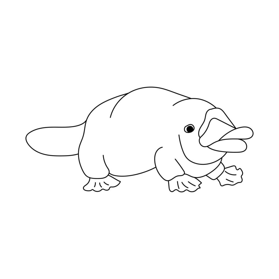 Platypus, animal of Australia, coloring page for children vector