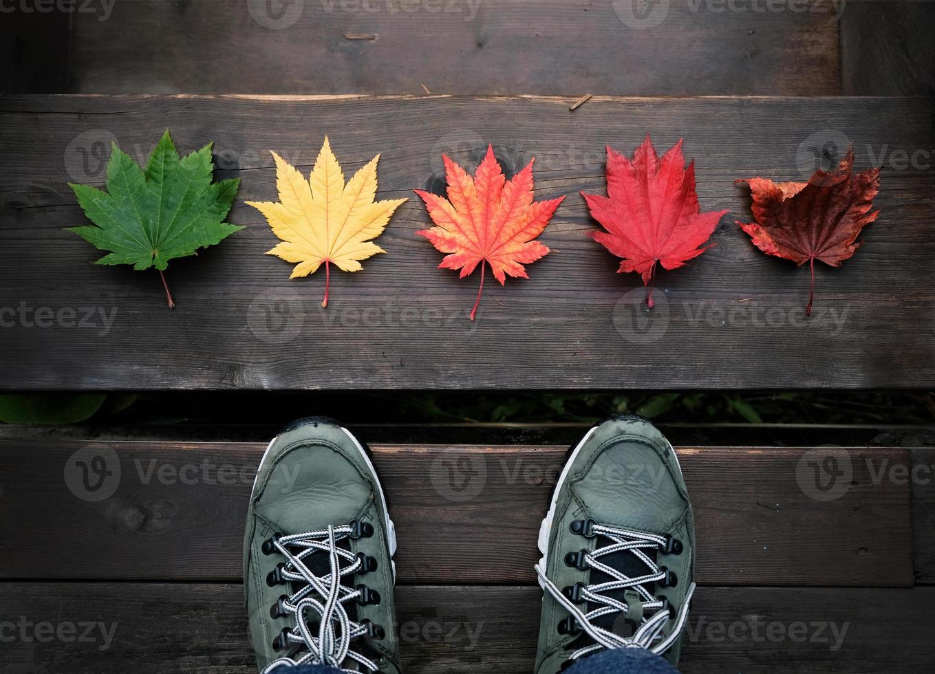 concepto de belleza en la naturaleza. un viajero parado frente a la variedad de colores de las hojas de arce en el piso de madera, vista superior foto