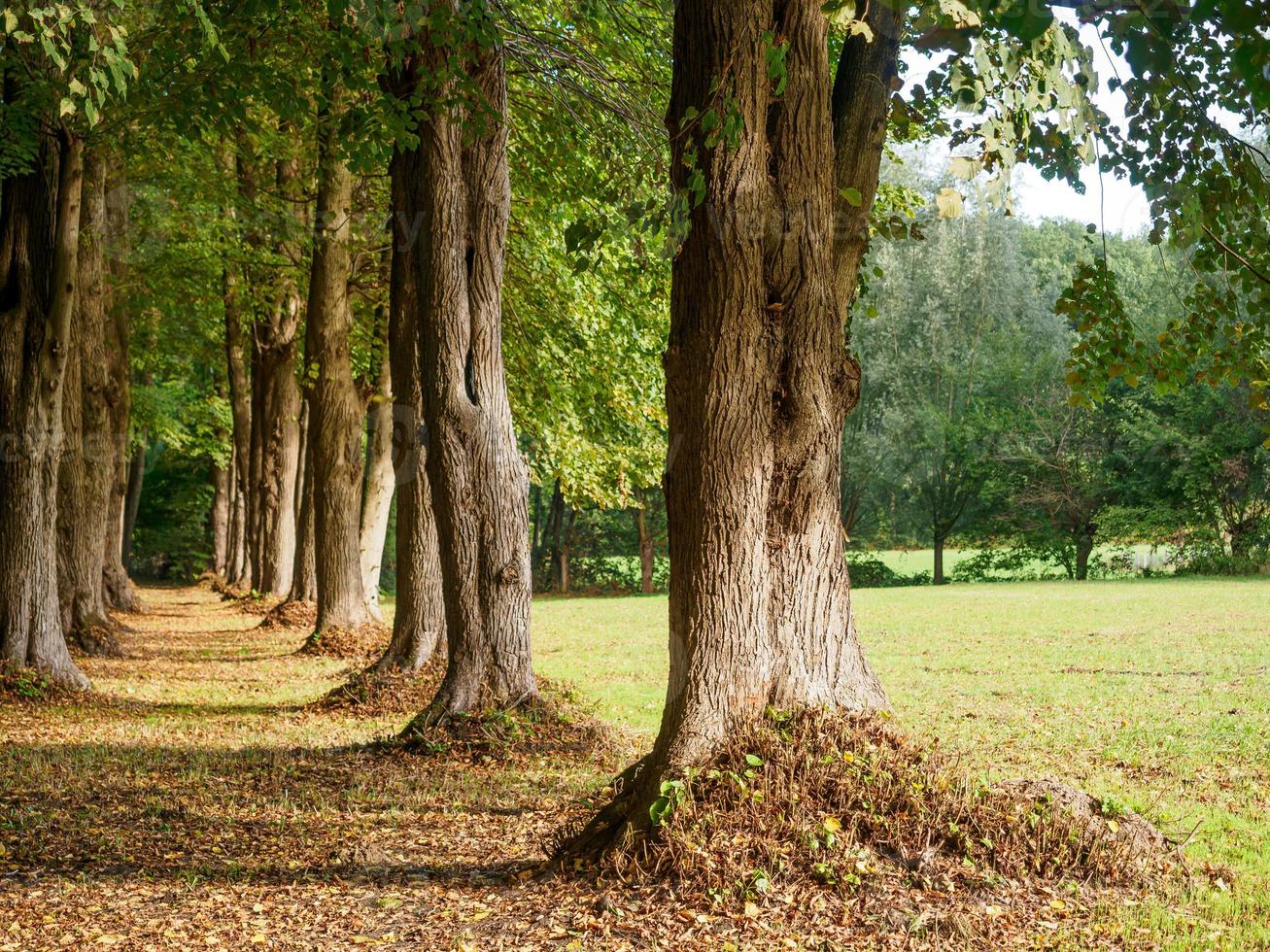 forest and castle in  westphalia photo