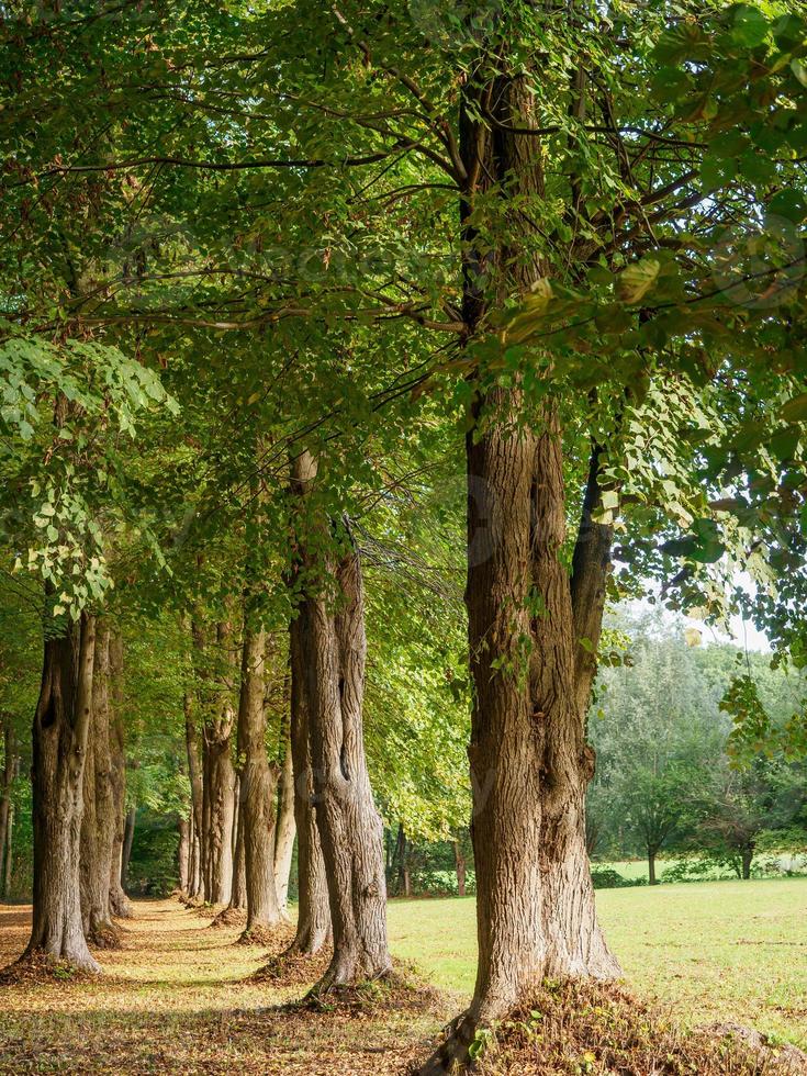 forest and castle in  westphalia photo