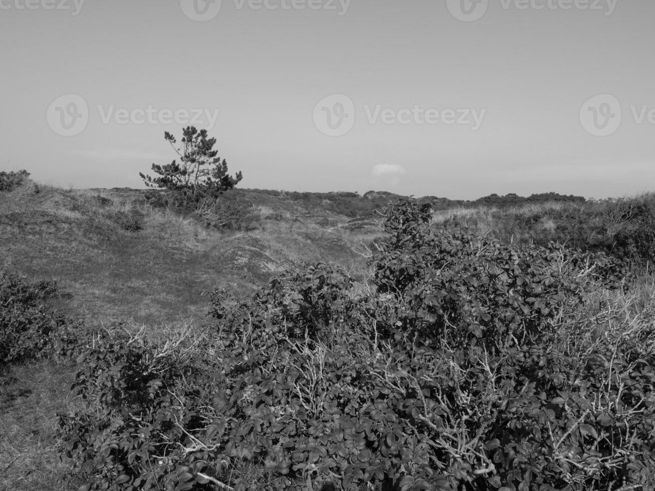 the island of Spiekeroog photo