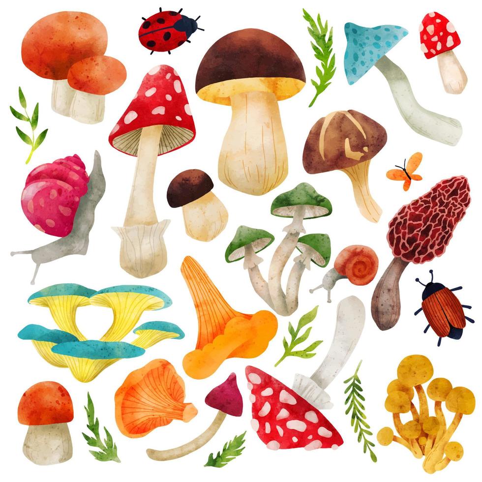 Forest Mushrooms, hand drawn vector watercolor illustration