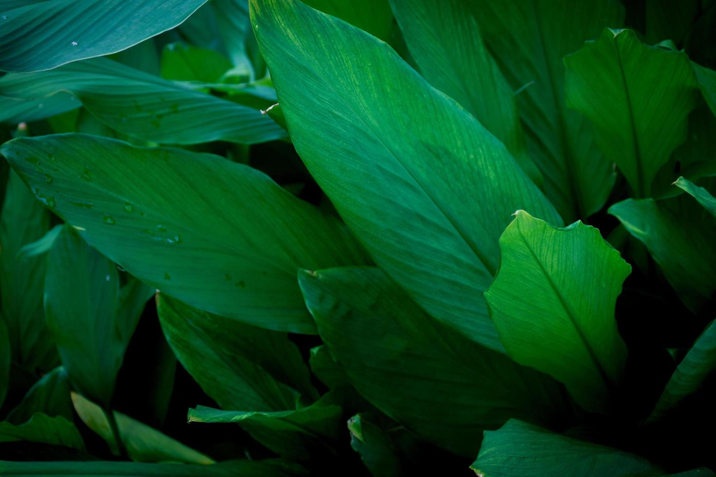 green leaf nature background texture photo