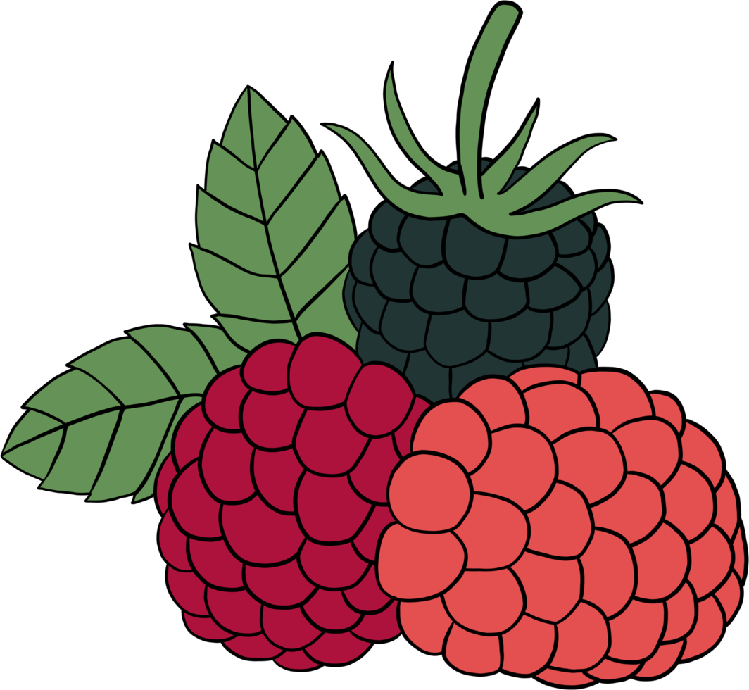 doodle freehand outline sketch drawing of raspberry fruit. png