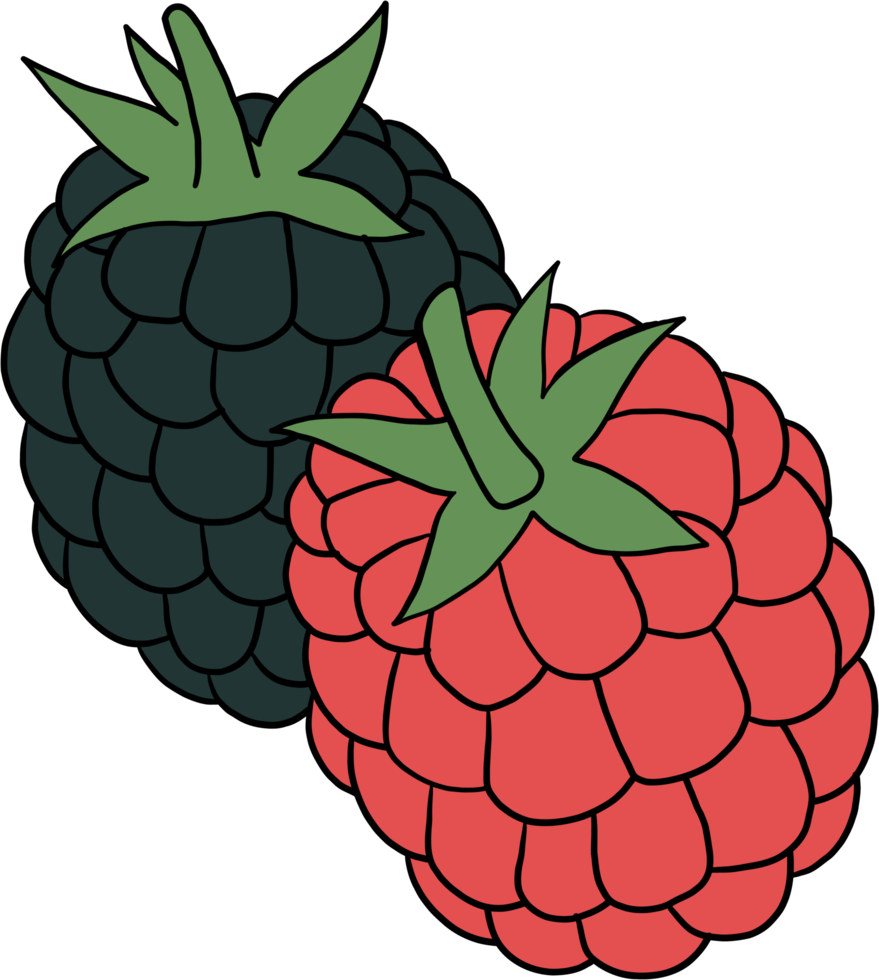 doodle freehand outline sketch drawing of raspberry fruit. png