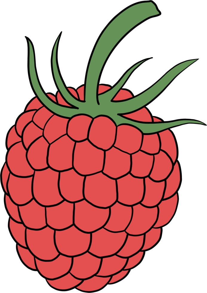 doodle freehand outline sketch drawing of raspberry fruit. png