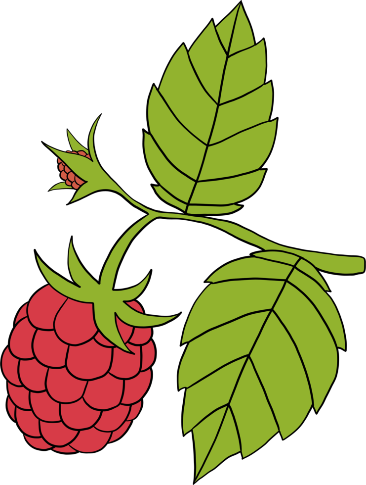 doodle freehand schets schets tekening van frambozen fruit. png