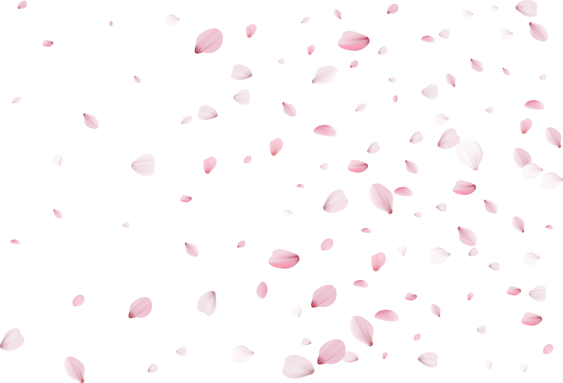 Falling pink sakura petals realistic illustration on transparent