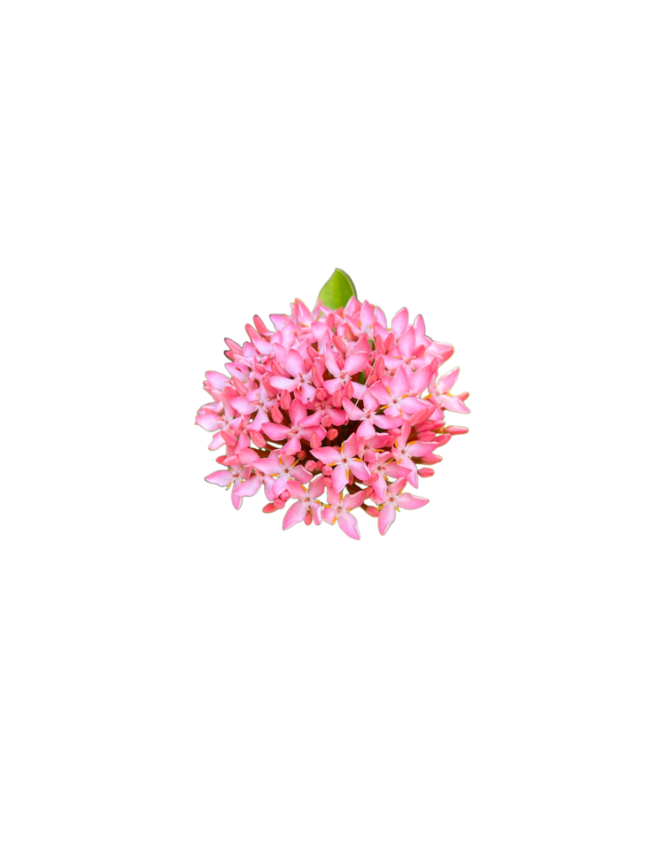rosafarbene Ixora-Blumen im Hintergrund. png