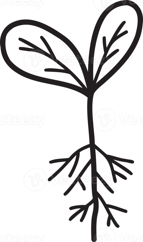 ilustração de planta jovem desenhada de mão png