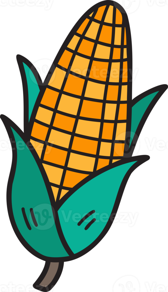 Hand Drawn sweetcorn illustration png