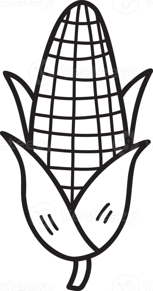Hand Drawn sweetcorn illustration png