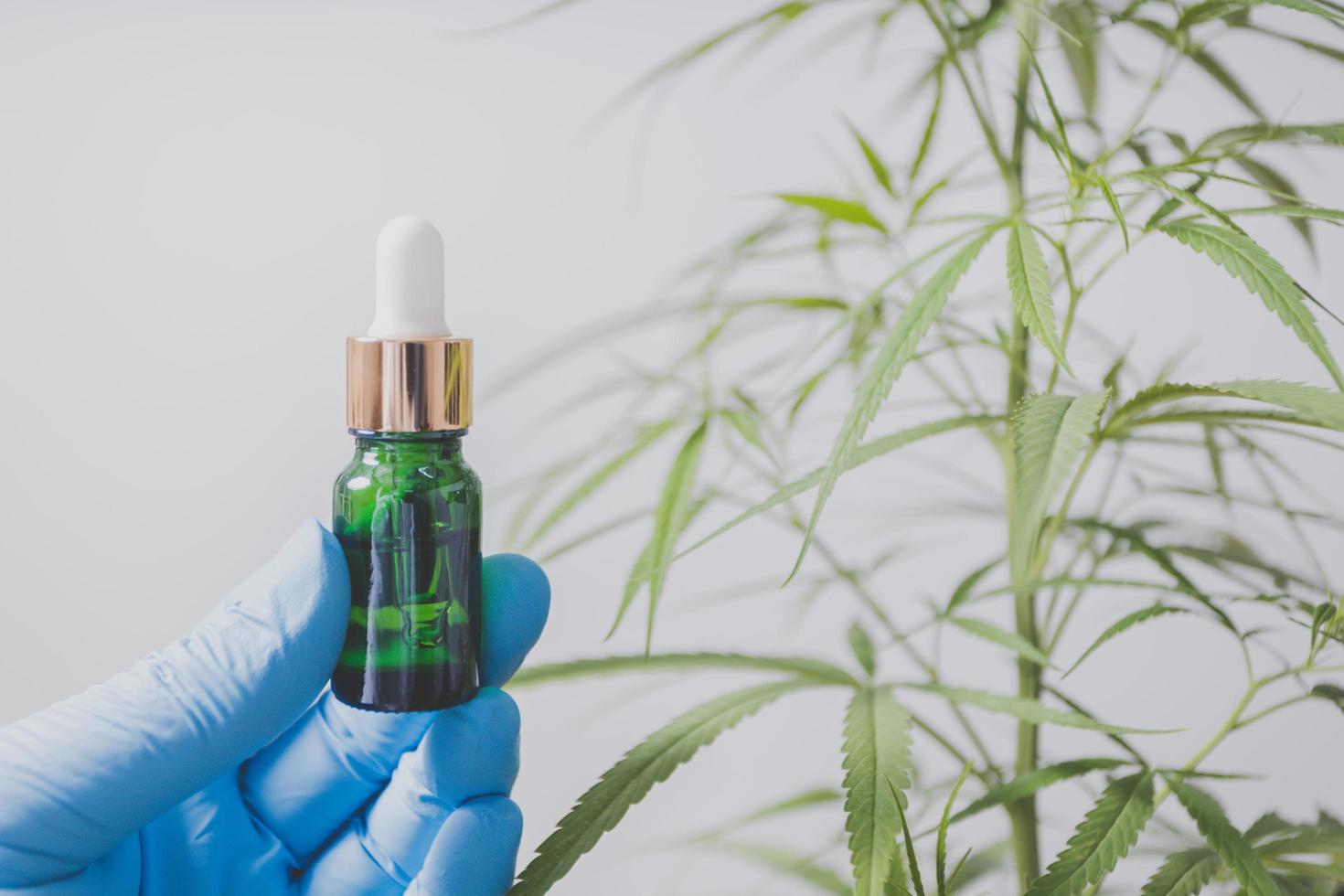 Cannabis researchers are doing scientific experiments. photo