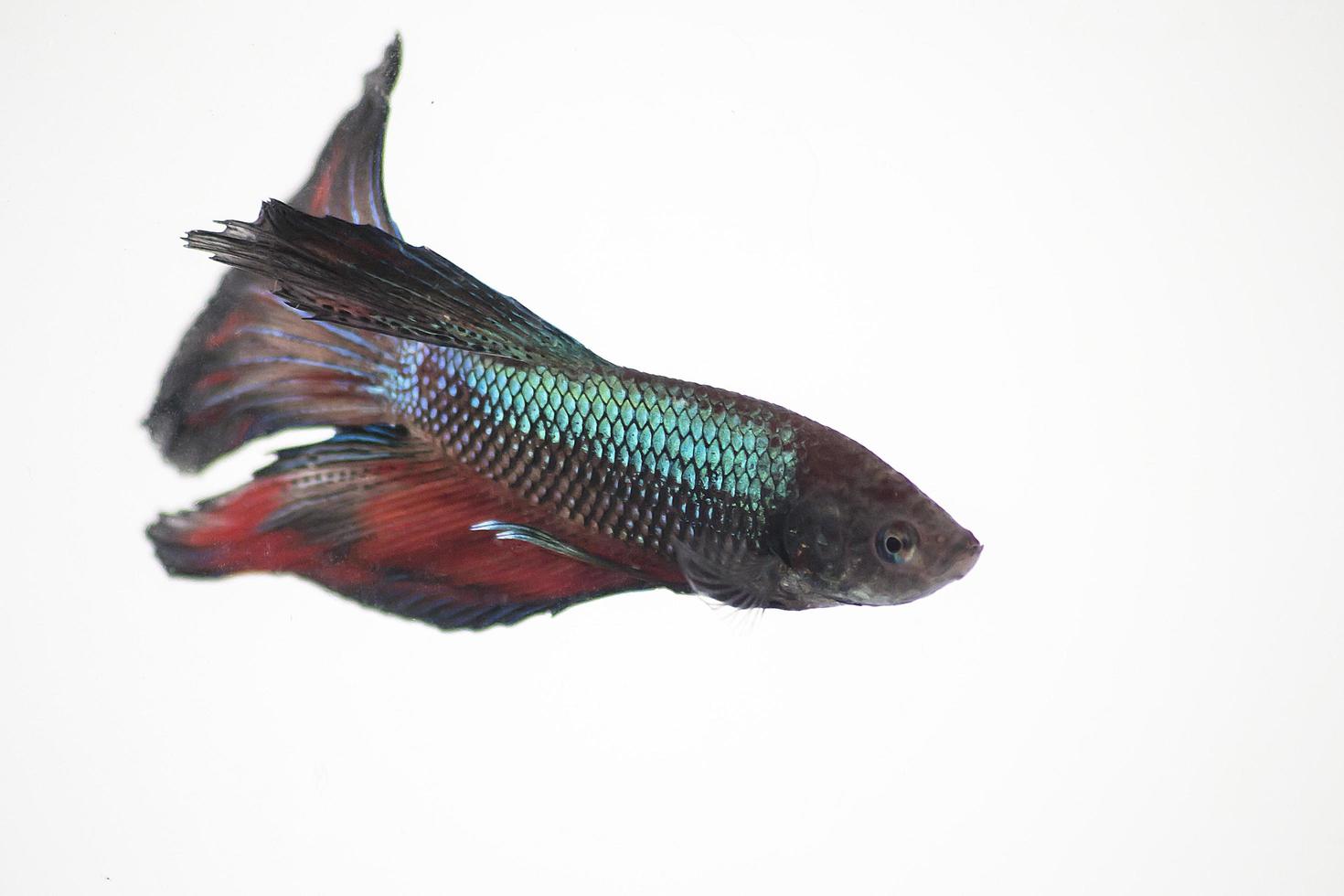 Shiny betta fish in water tank with white isolated background photo