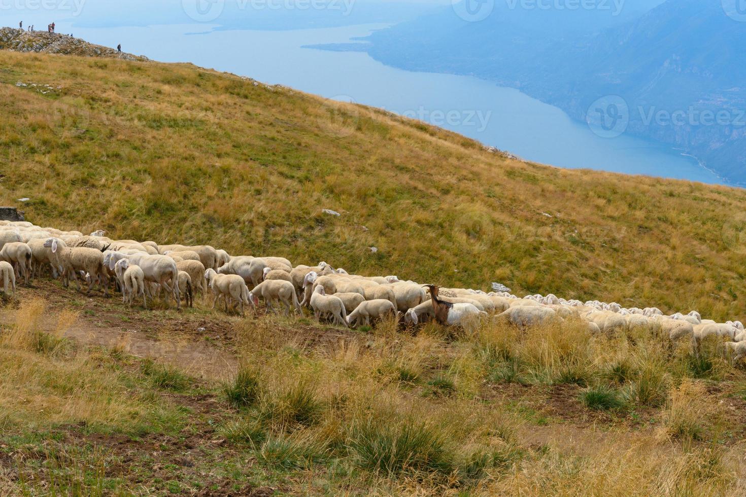 Grazing sheep and goats on a mountain top photo