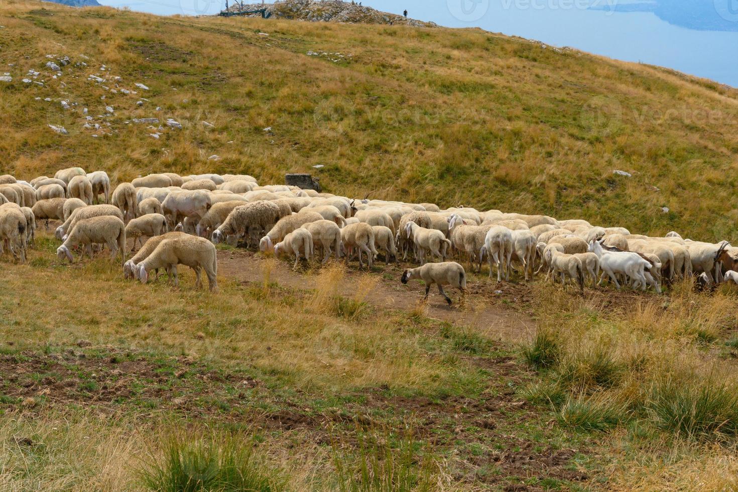 Grazing sheep and goats on a mountain top photo