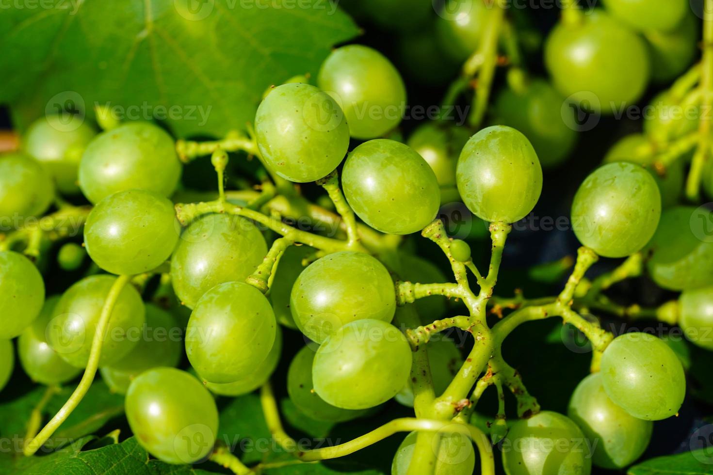 wine grapes raisins and wine leaves in the old land next to Hamburg photo