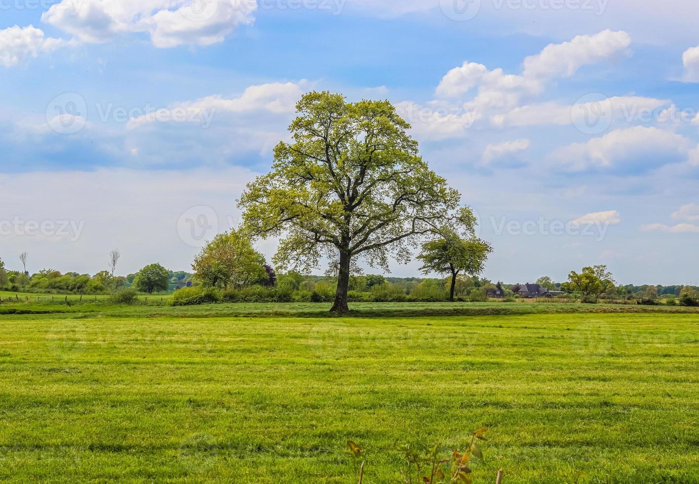 Lonely old tree on a green meadow with a blue sky in summer photo
