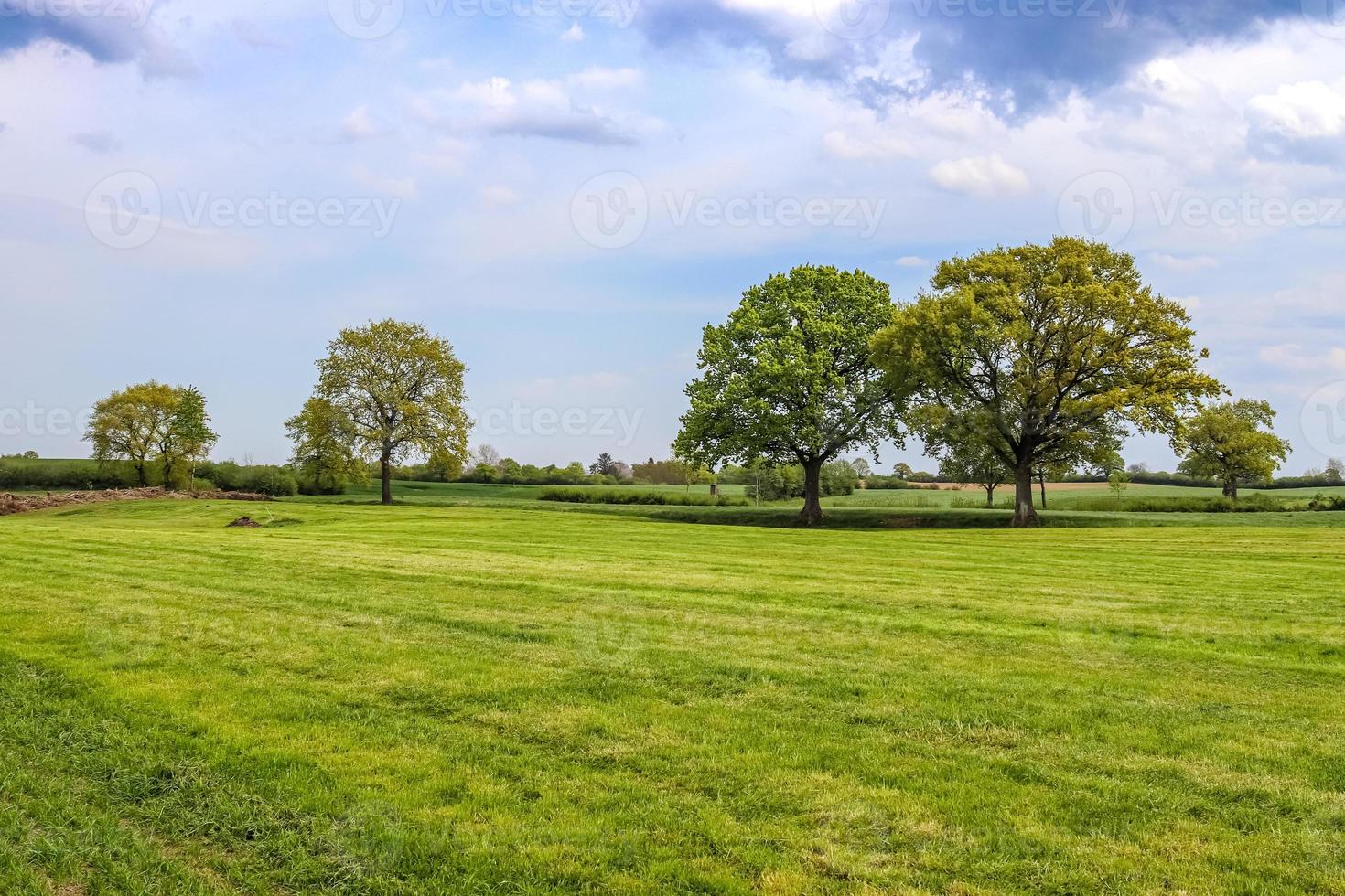 Lonely old tree on a green meadow with a blue sky in summer photo