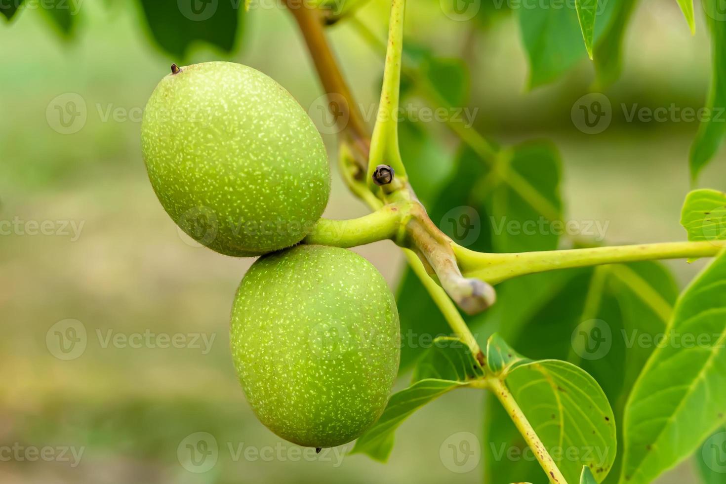 Photography on theme beautiful nut branch walnut tree photo