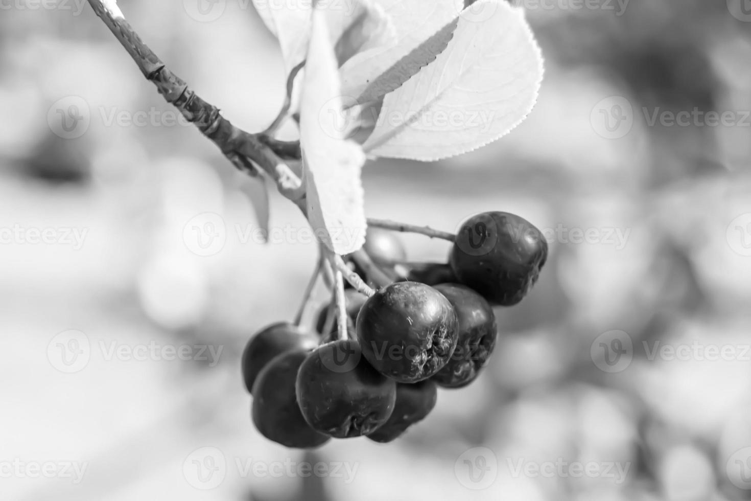 Photography on theme beautiful berry branch aronia bush photo