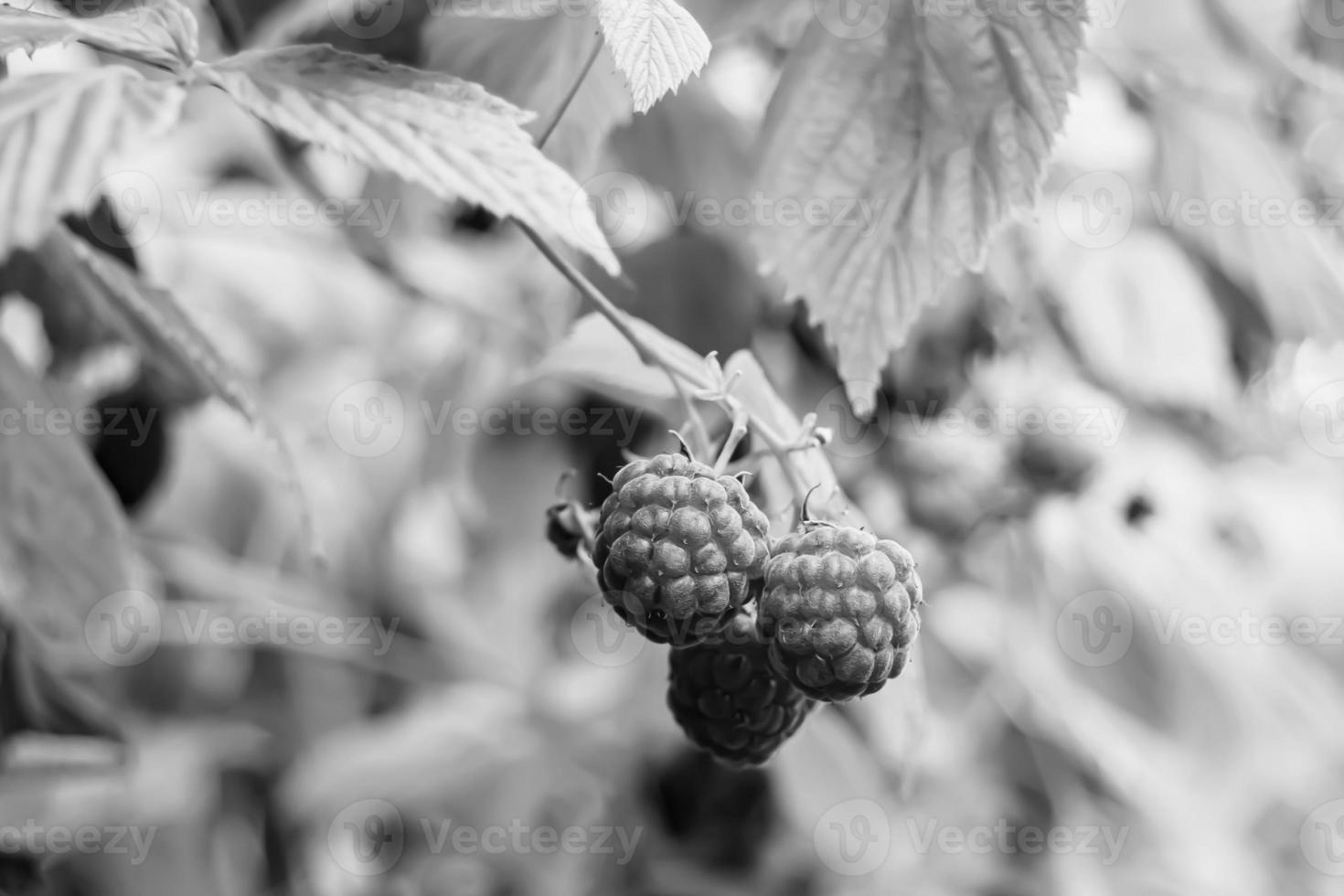 Photography on theme beautiful berry branch raspberry bush photo