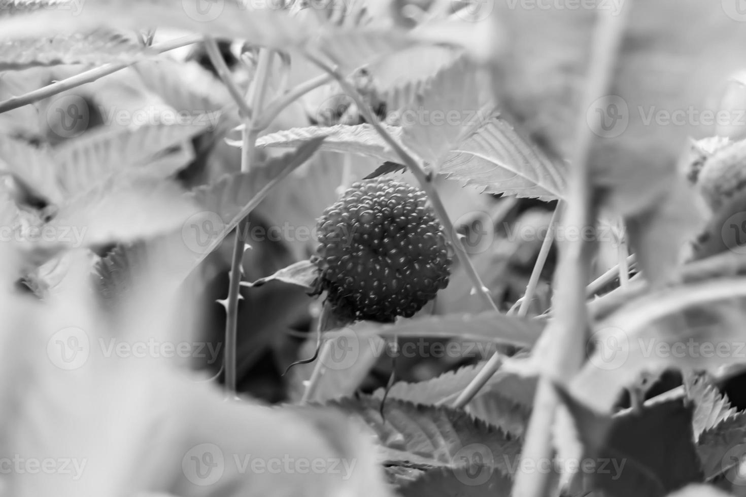 Beautiful berry branch japanese strawberry bush photo