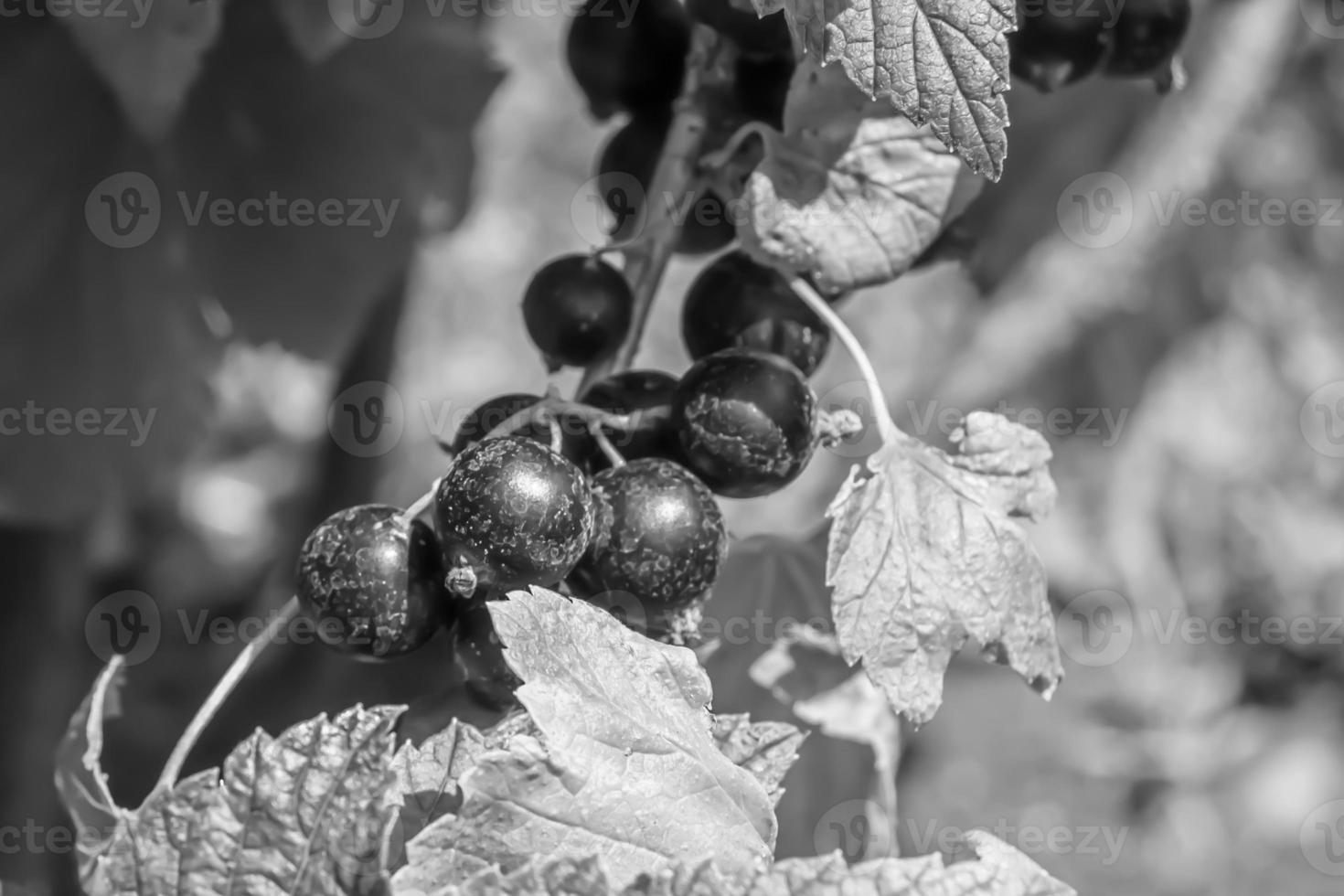Beautiful berry branch black currant bush with natural leaves photo
