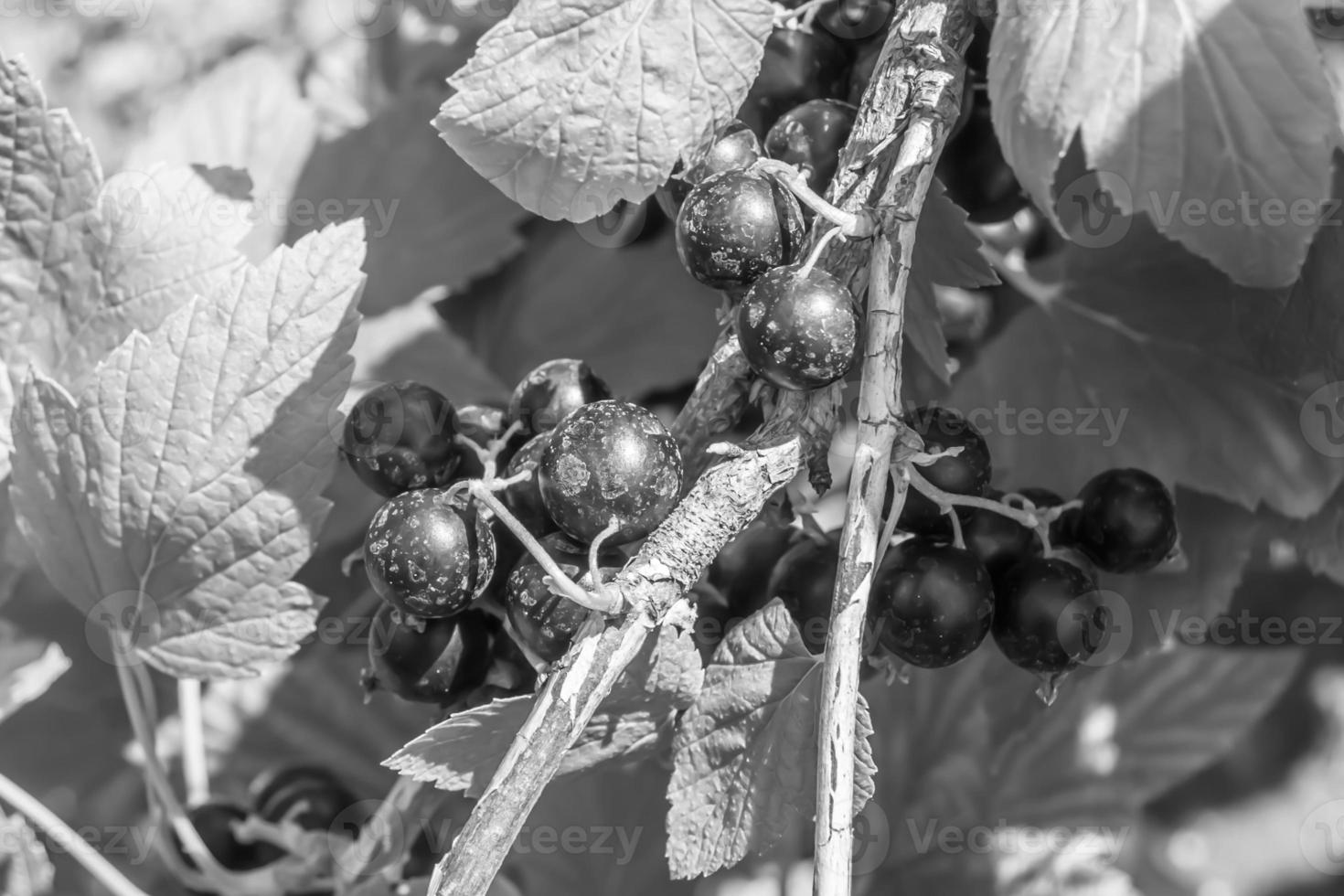 Beautiful berry branch black currant bush with natural leaves photo