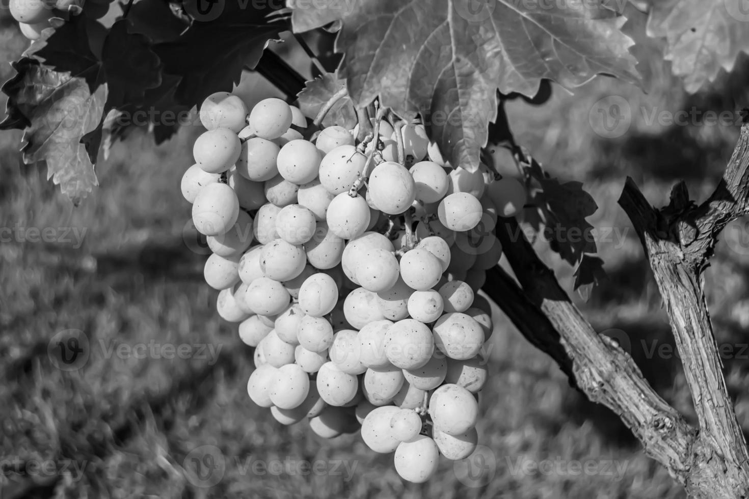 Photography on theme beautiful berry branch grape bush photo