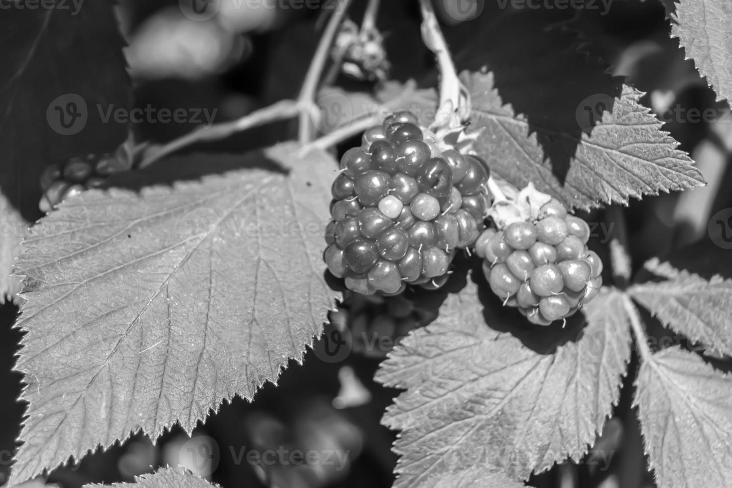 Photography on theme beautiful berry branch blackberry bush photo