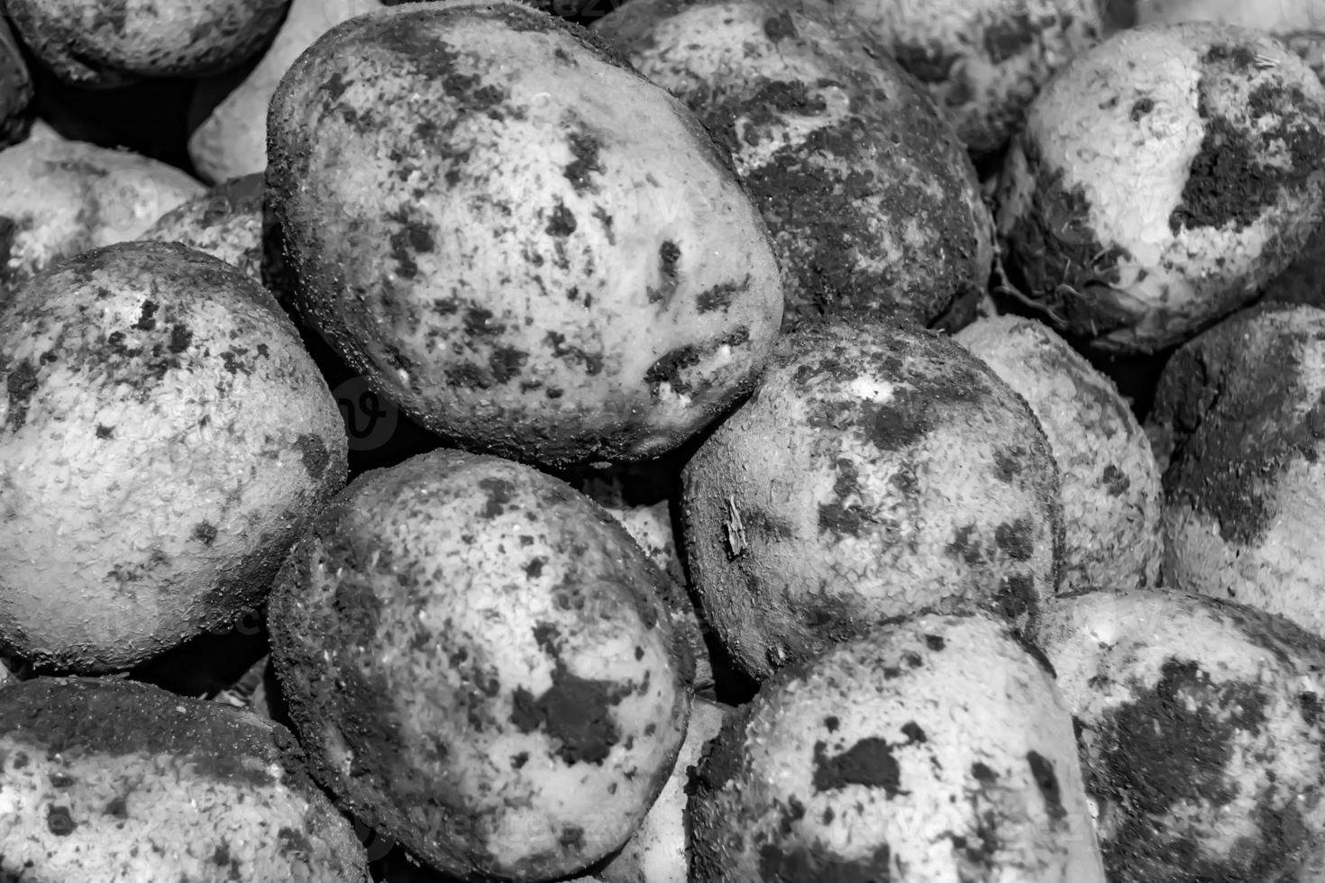 Photography on theme beautiful potato plant with natural dark ground photo